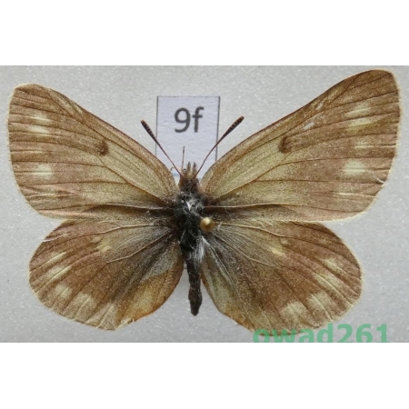 Colias cocandica maja Grum-Grshimailo, 1891 Uzbekistan9f